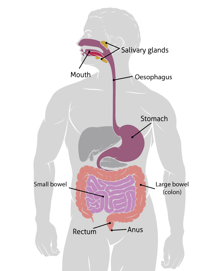 Anatomy illustration bowel