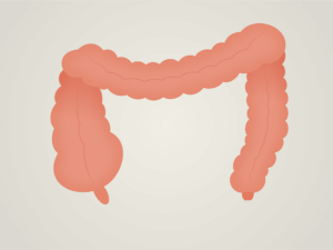 Bowel anatomy