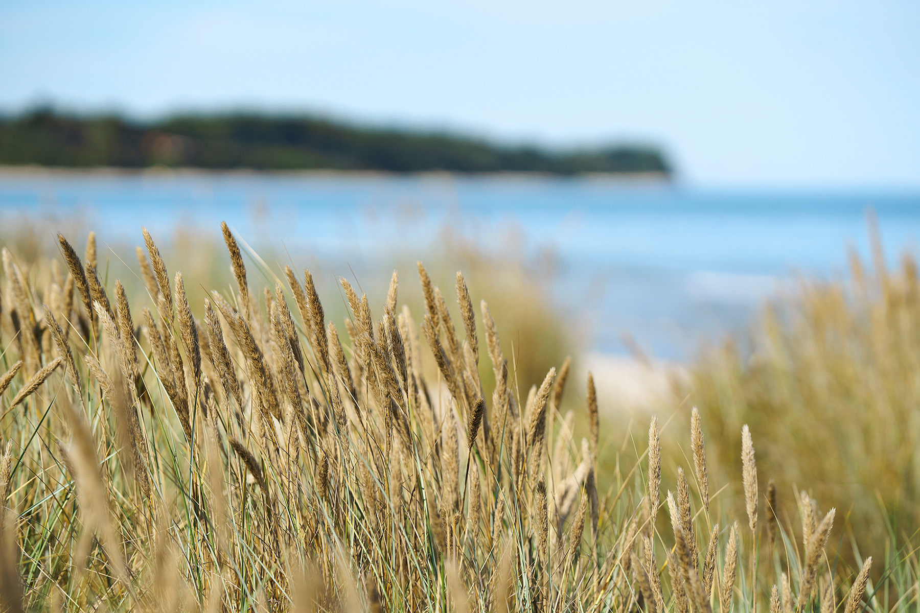Qufora image of withered grass by the beach