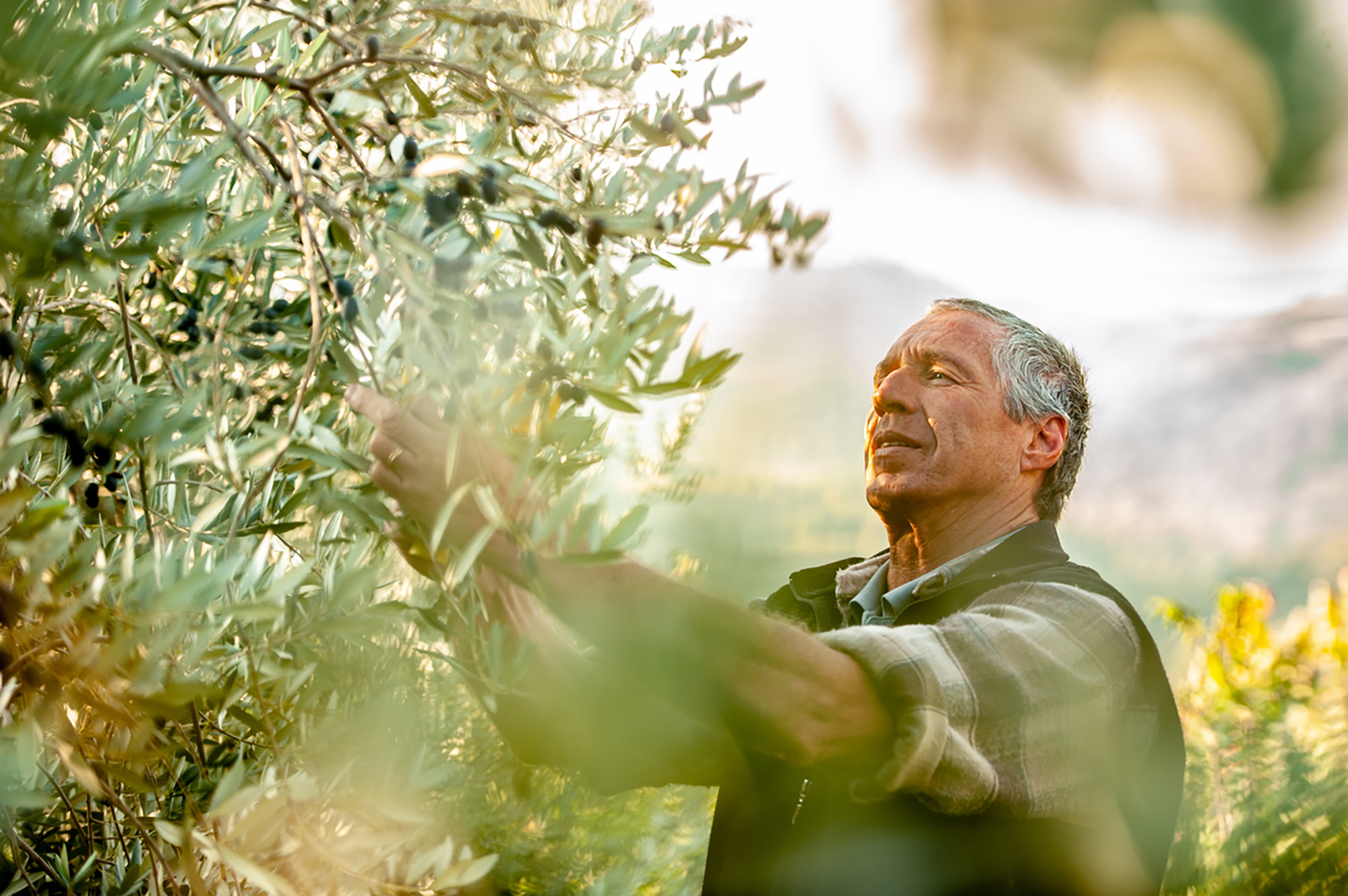 Senior man handpicking ripe olives from an olive tree