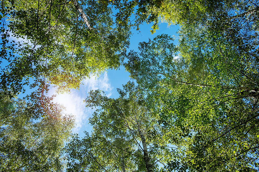 Sun shining through the treetops in the forrest