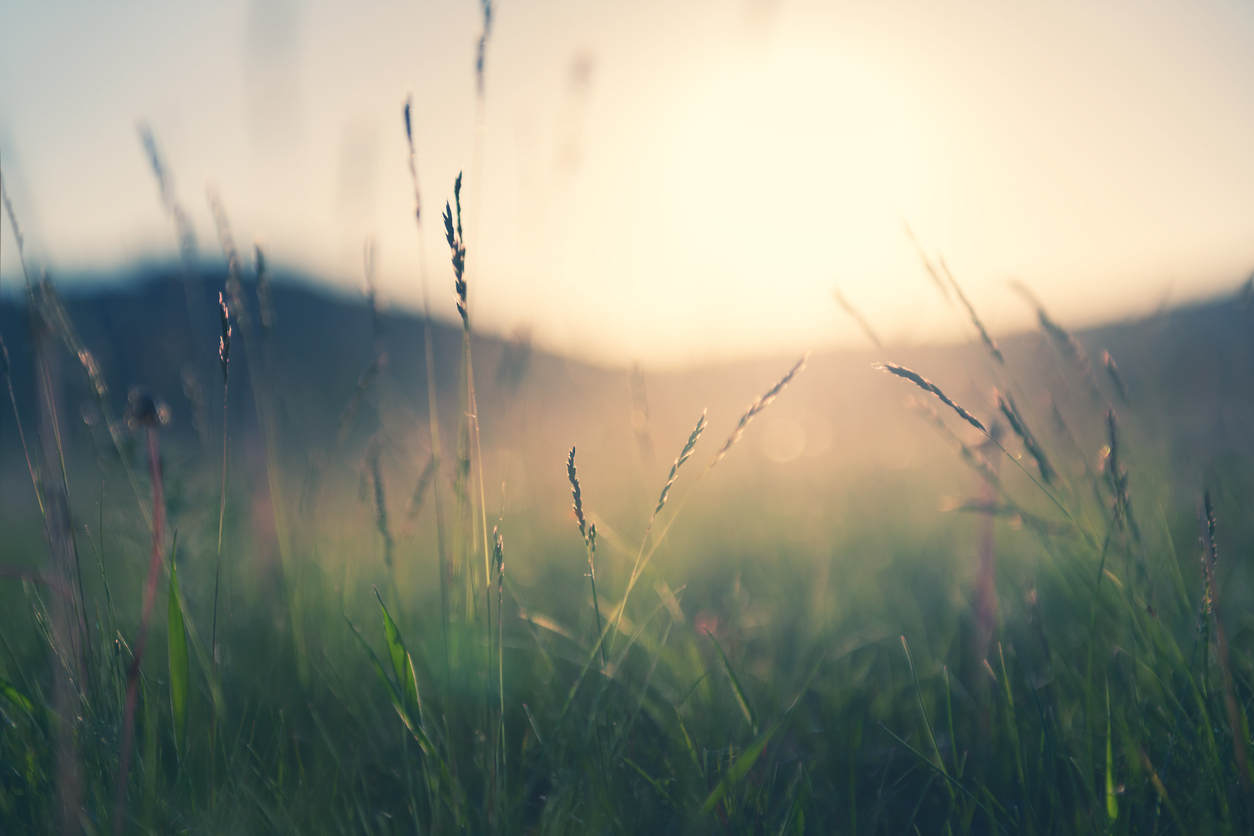 Wild grass in the mountains at sunset