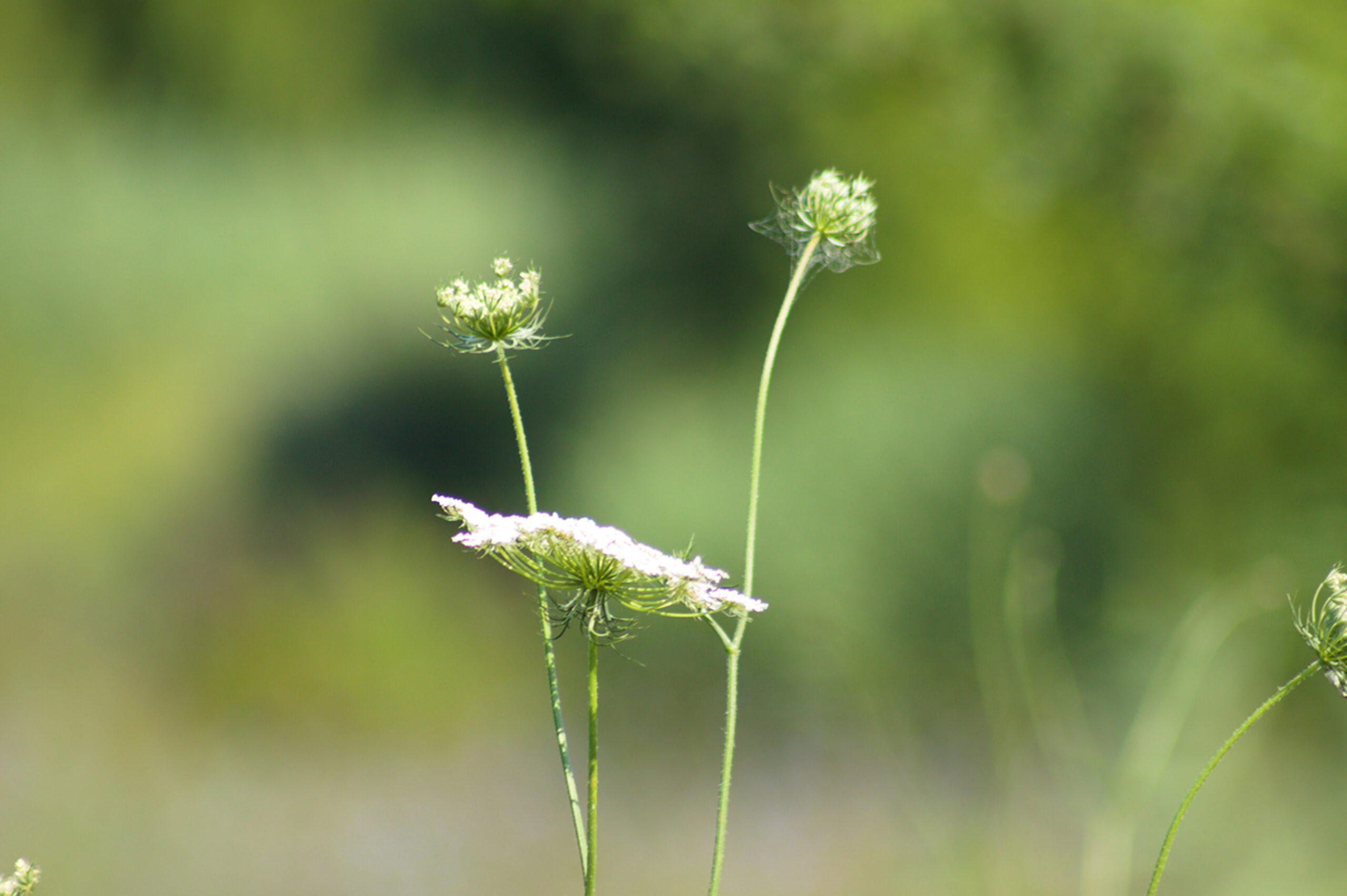 Close-up on flowers in sunlight