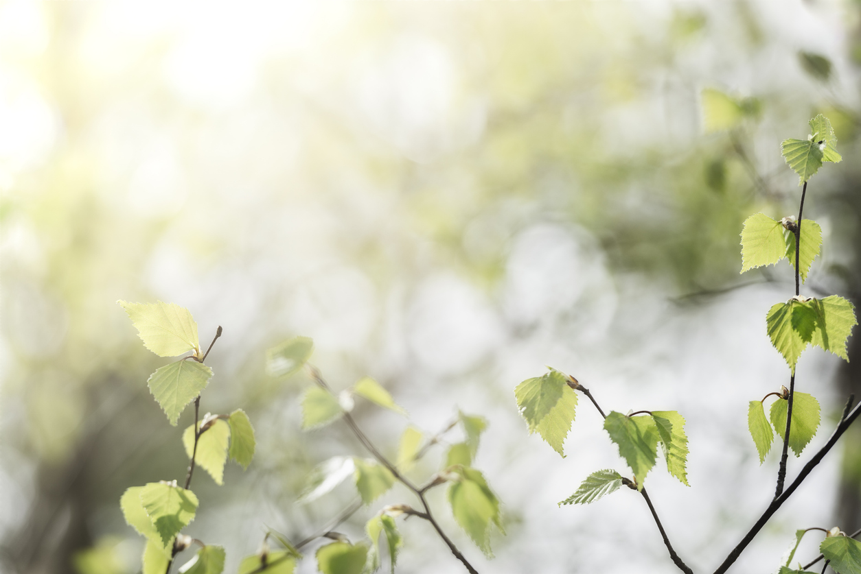 Close-up on leaves of a Birch tree