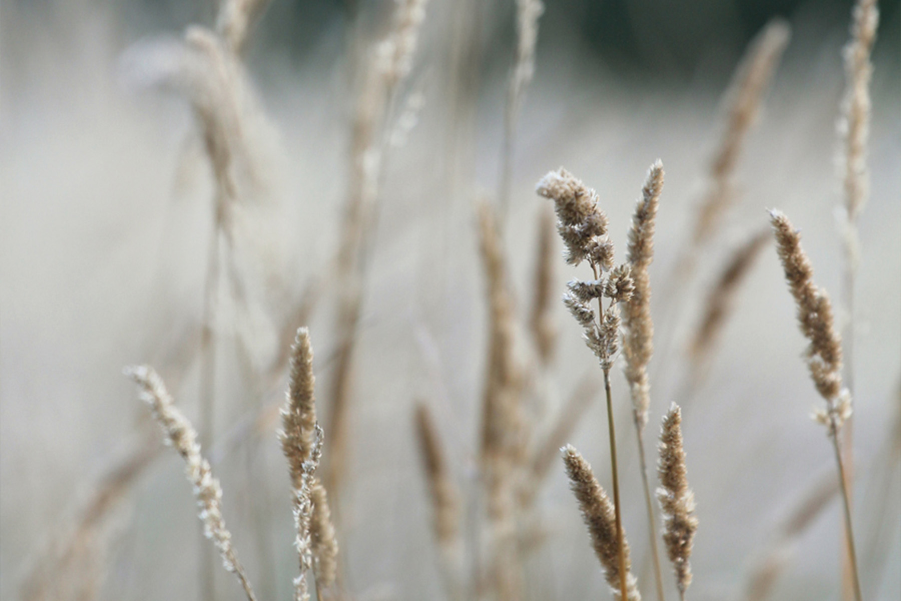 Close-up of withered grass in the nature