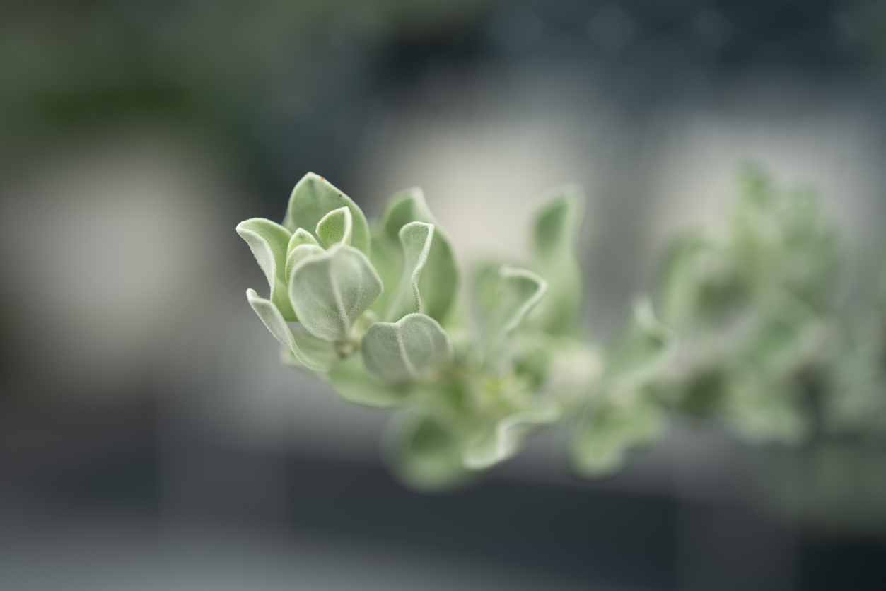 This is a silverleaf