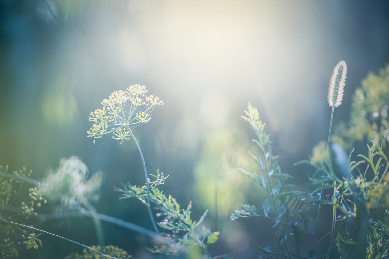 Morning light over wildflowers