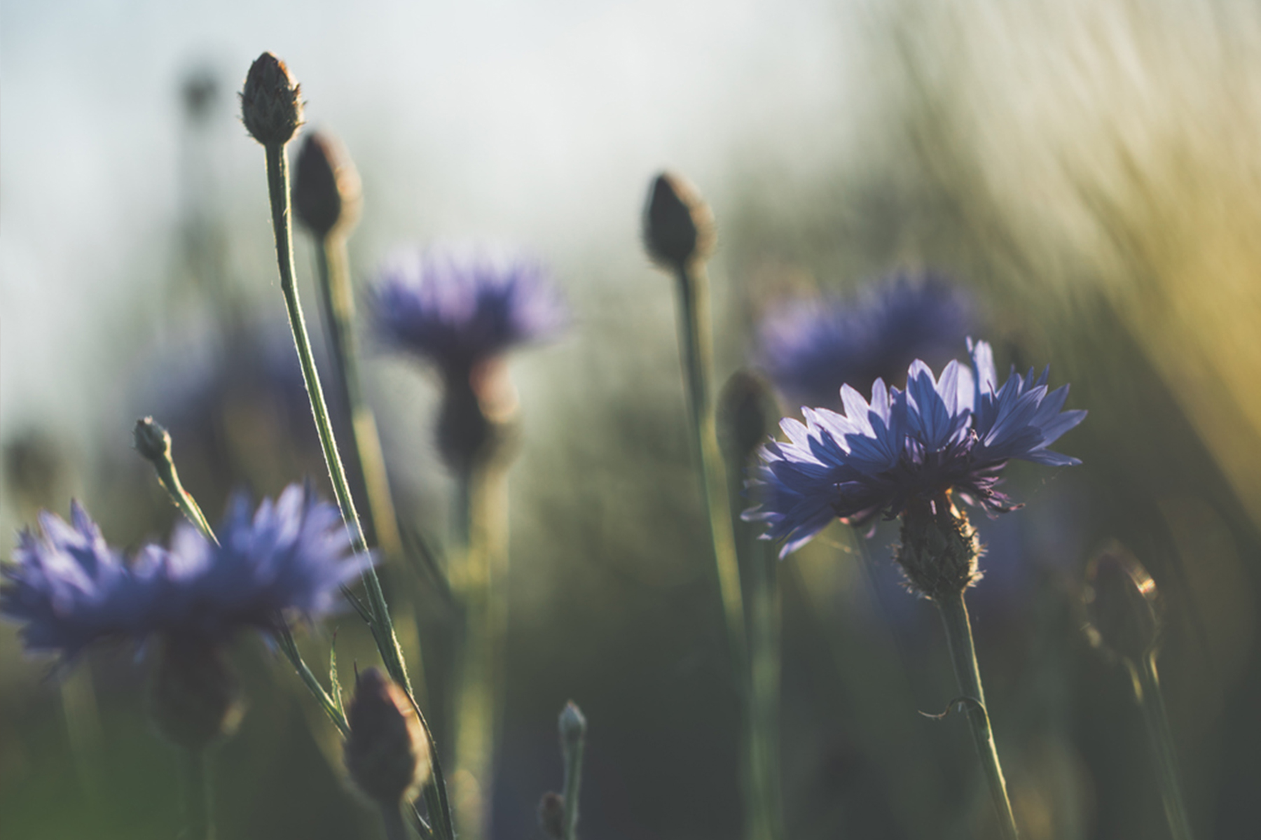 Close-up of cornflowers in the field