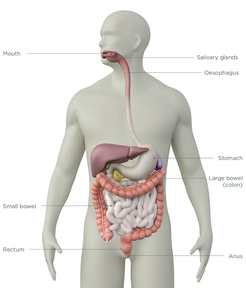 Anatomy illustration with text of the bowel