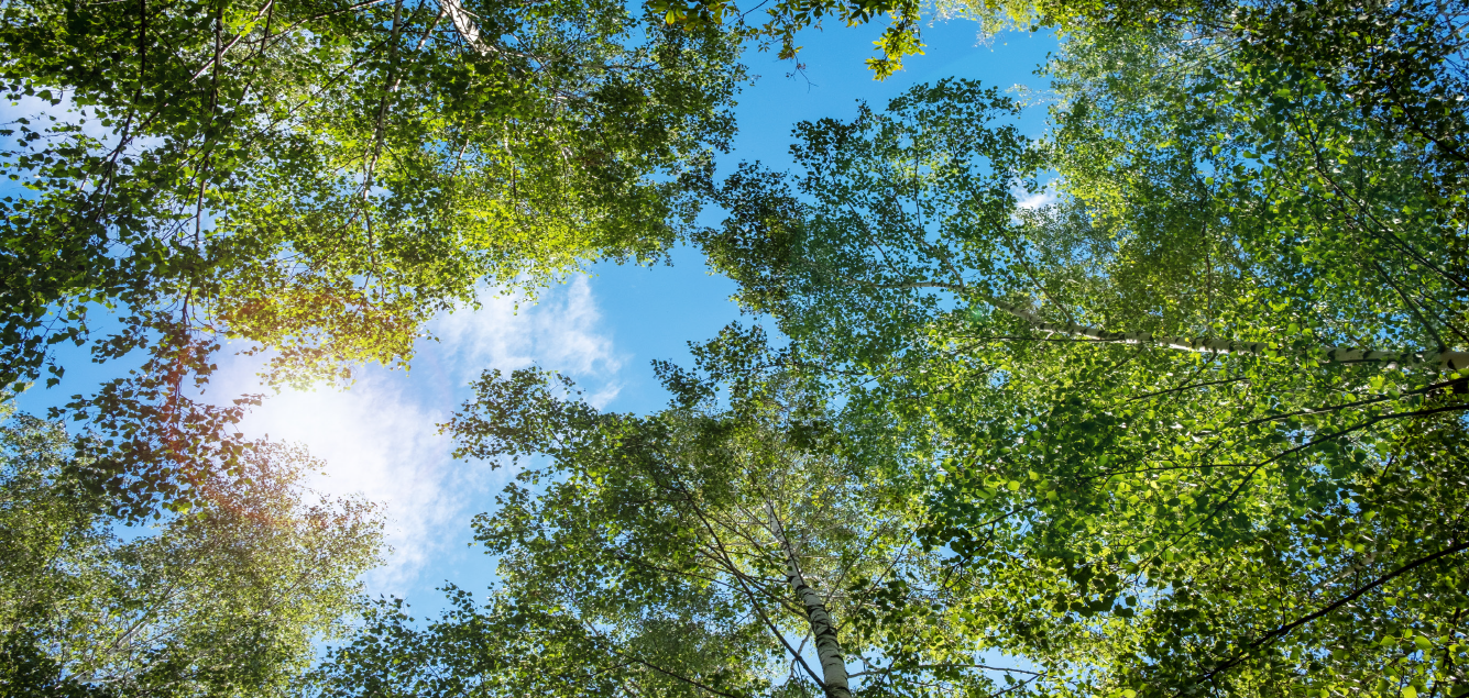 Image of tree tops